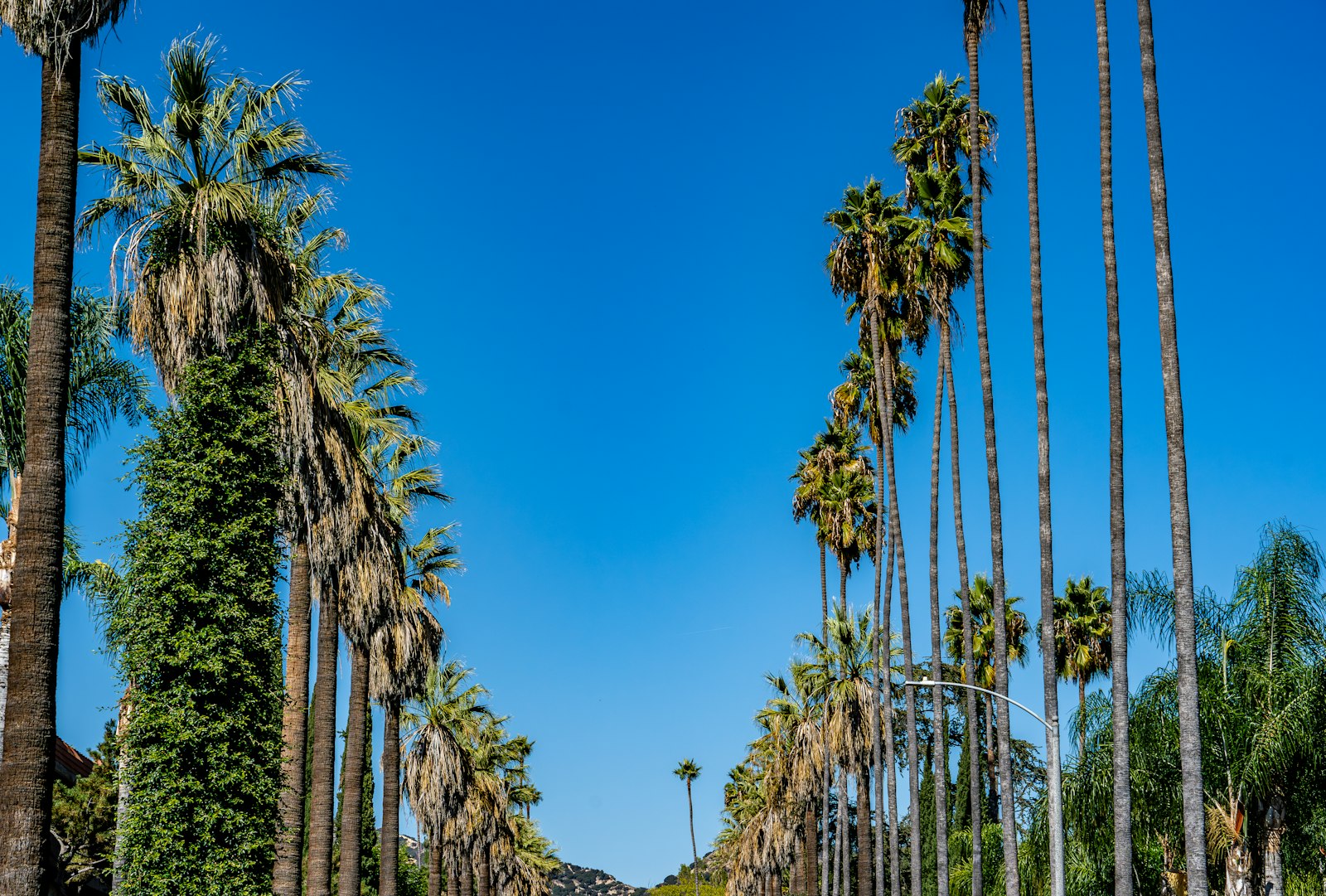 Palm-lined street on a sunny South Florida day
