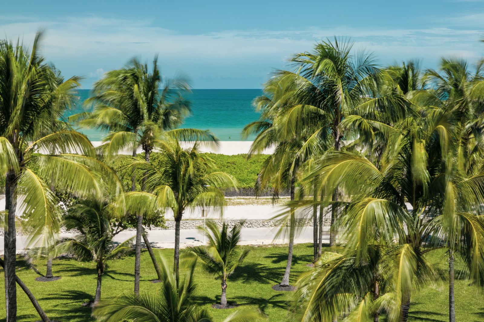 Lush palms in a scenic South Florida setting